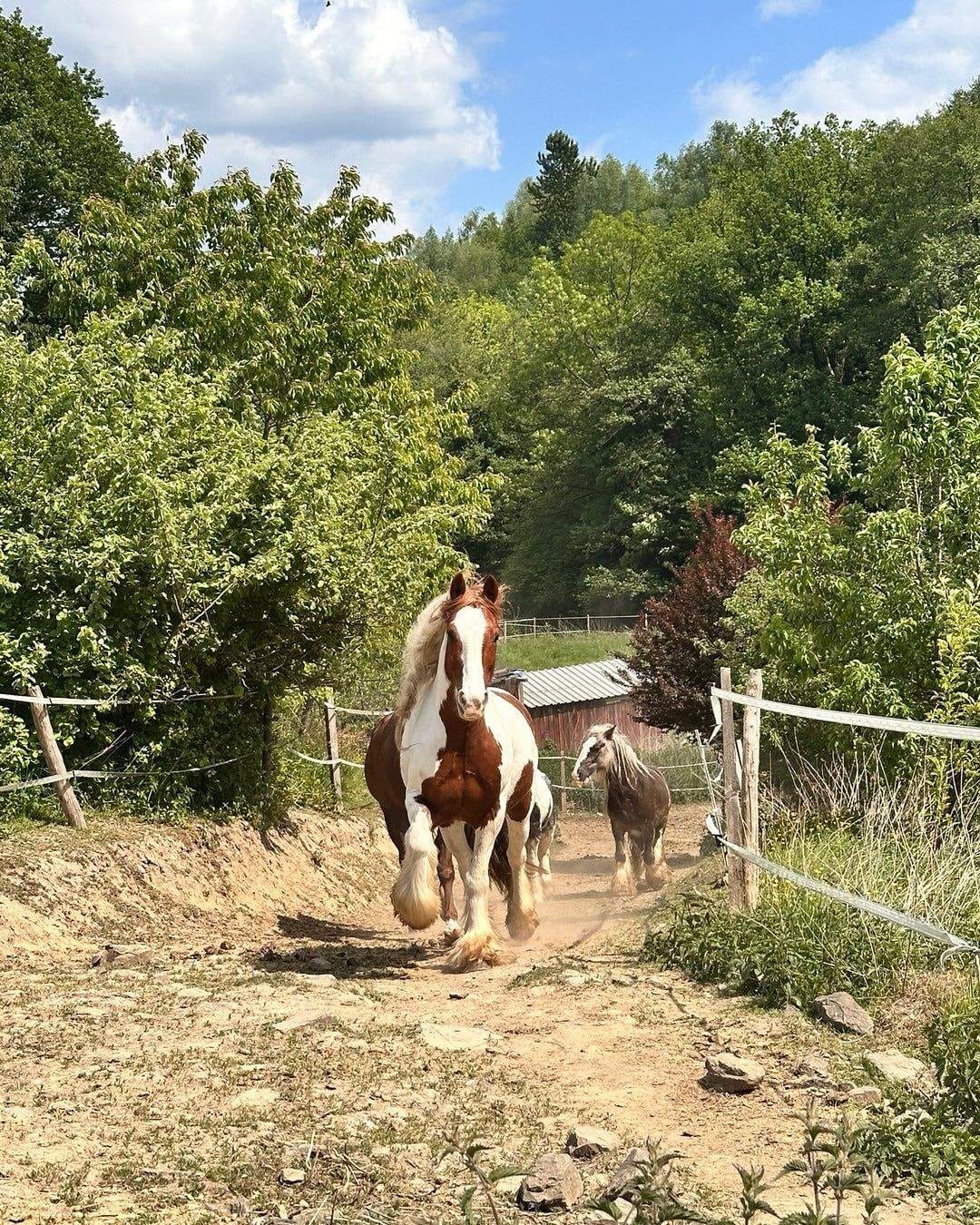 Immobilie in Lindlar - Paddock Trail/ Reitplatz /arrondierte Weiden/ Stallungen u.v.m.  - Bild 0
