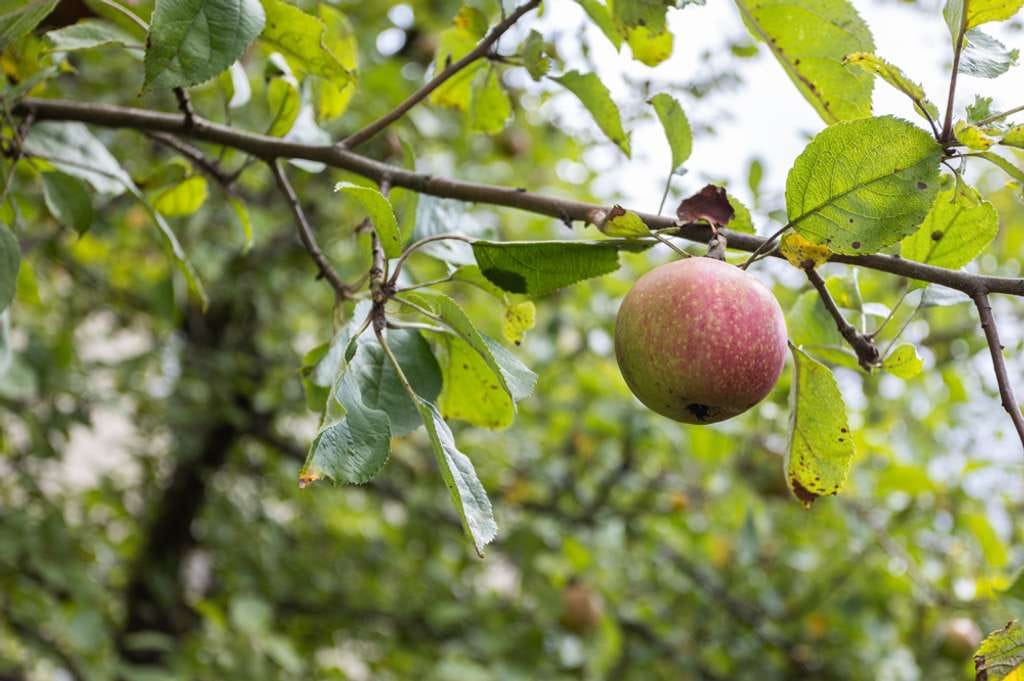 Immobilie in Haar - „IDYLLISCHES MEHRFAMILIENHAUS mit großem GARTEN und alten OBSTBÄUMEN“ - Bild 3