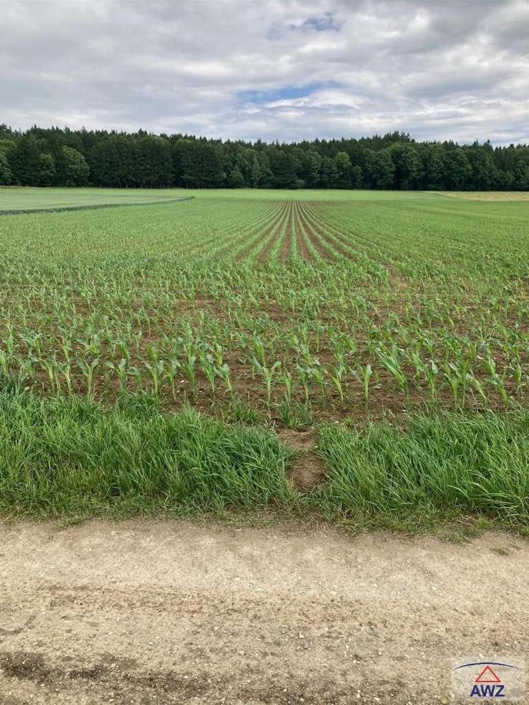 Immobilie in Kettershausen - Kleine Hofstelle (Wohnhaus) mit eventuell landwirtschaftlichen Flächen! - Bild 2