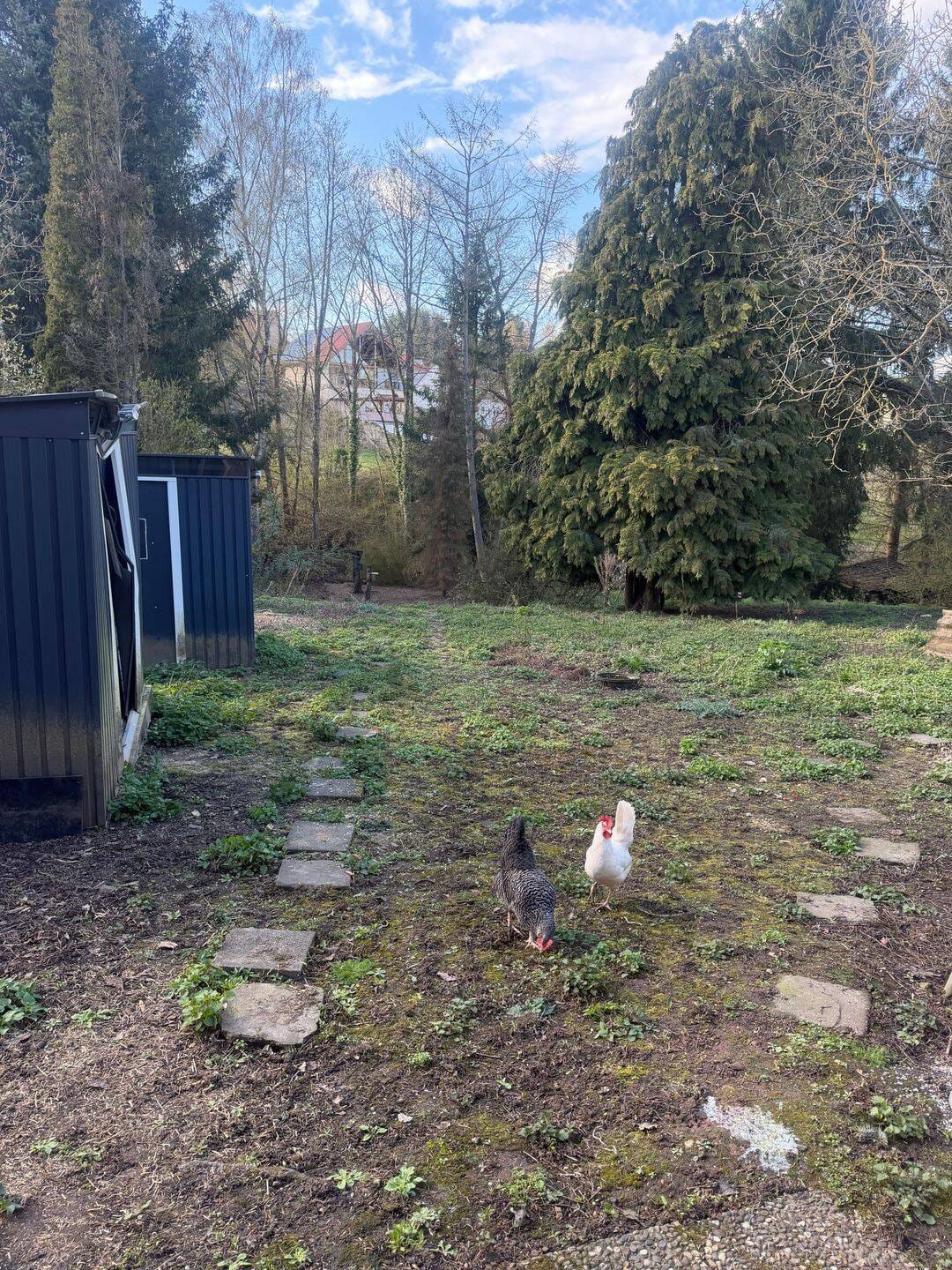 Immobilie in Steinbach am Glan - Sehr schönes 1-2 Familienhaus mit sehr schönem Grundstück  - Bild 1