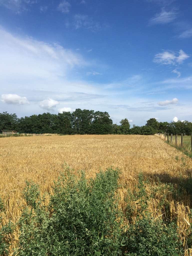 Immobilie in Tangermünde - Preissenkung: Sanierter Bauernhof mit Pferdewiese und Scheune - Bild 1