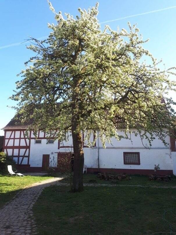 Immobilie in Wächtersbach - Fachwerktraum für Pferdehalter mit großem Wohnhaus, Offenstall, Nebengebäuden, Reitplatz, Eigen- und Pachtland in Ortslage! - Bild 2