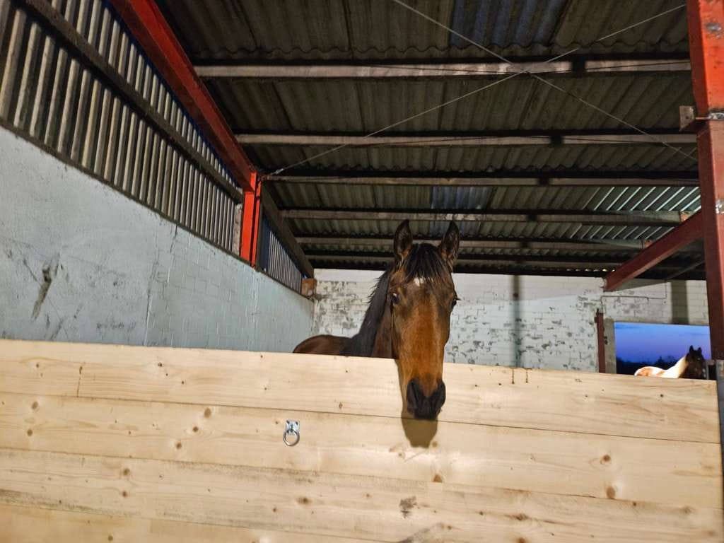 Immobilie in Bornhöved - RESTHOFTRAUM MIT 3 MODERNEN WOHNUNGEN, HALLE UND OFFENSTALL IN GRÜNER  ALLEINLAGE - Bild 1