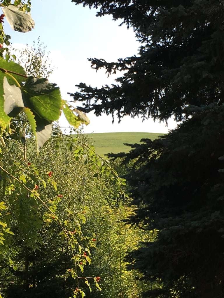 Immobilie in Adorf/Vogtland - ERFÜLLEN SIE SICH IHRE GRÖSSTEN LEBENSTRÄUME: IHRE EIGENE FAMILIE, EIN HAUS MIT GARTEN UND EINEN HUN - Bild 1
