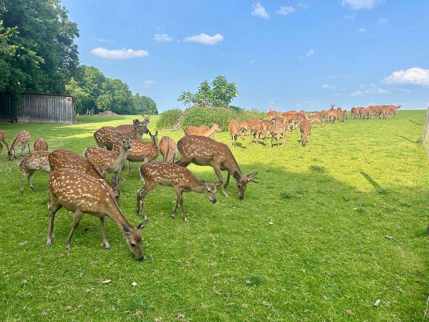 Immobilie in Demitz-Thumitz - NATUR PUR + AUTARKES LEBEN + SELBSTVERSORGERHOF + WILD-BESTAND IM WILDGEHEGE + BACHLAUF MIT WASSERRECHT + BRUNNEN + GROßE LÄNDEREIEN + + + - Bild 2
