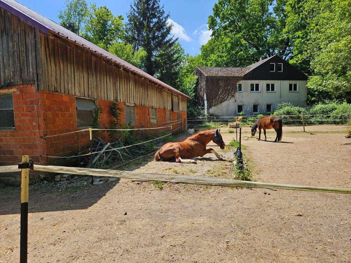 Immobilie in Mietingen - Idyllischer Pferdehof mit Wohnhaus - Bild 4