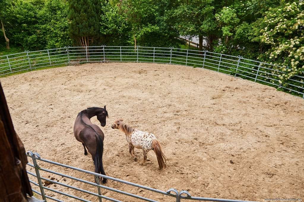 Immobilie in Meschede - Leben, wo andere Urlaub machen – Charmantes Wohn- und Reitanwesen in idyllischer Lage im Sauerland - Bild 4