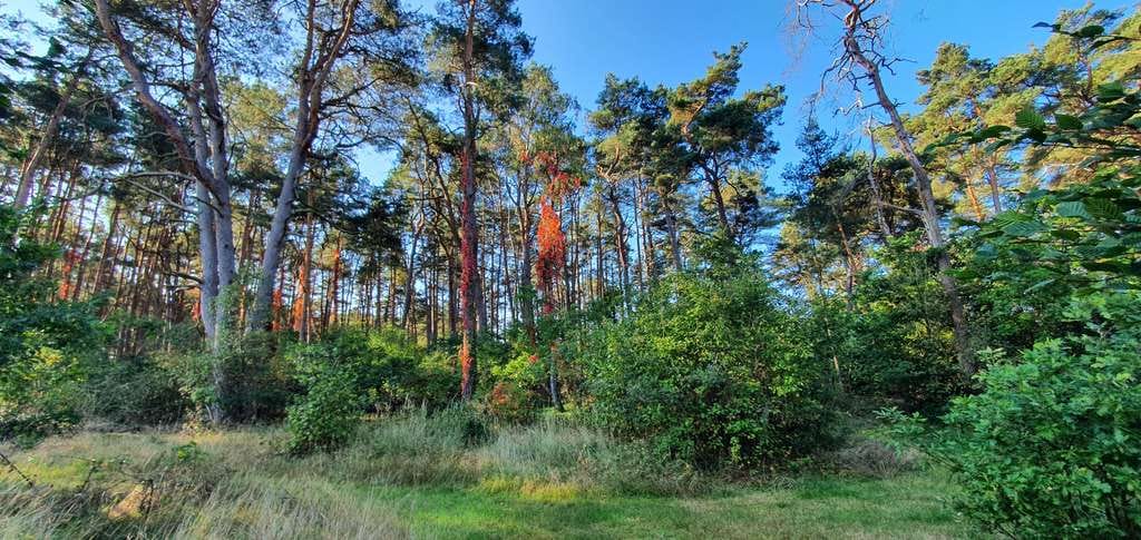 Immobilie in Gorleben - Sehr geräumig - mit Waldzugang - Sackgassenlage - 1, 2 oder 3 Einheiten? Sie entscheiden - Bild 4