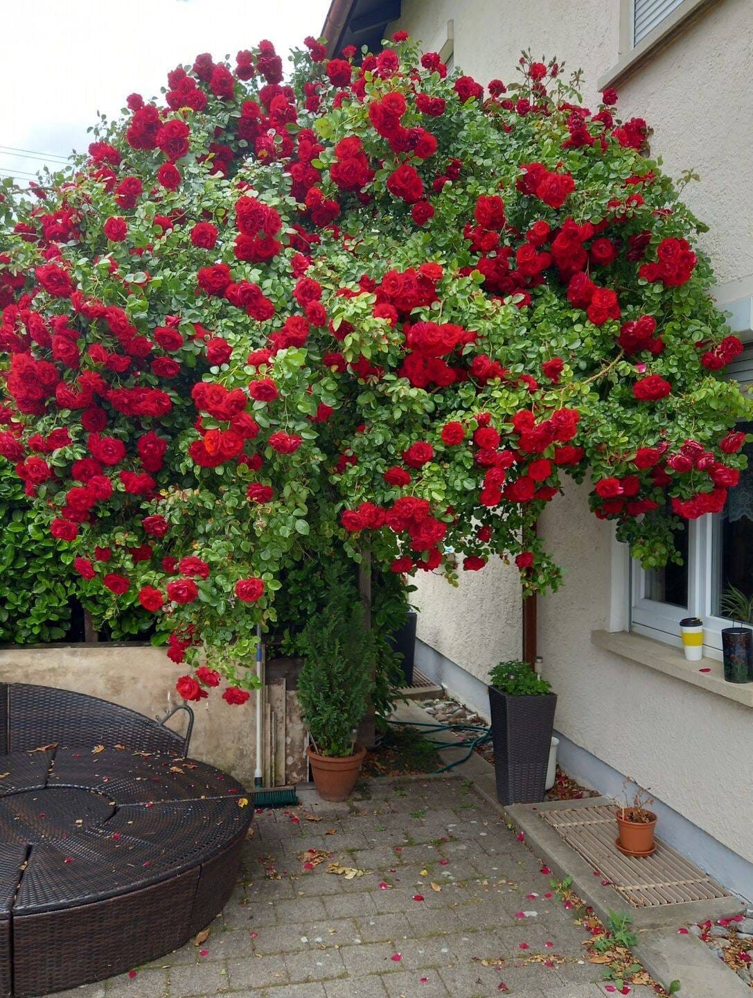 Immobilie in Dußlingen - Ein Haus mit vielen Möglichkeiten - Bild 1