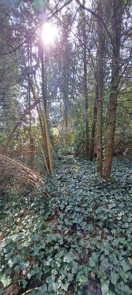Immobilie in Vierden - Zivilisationsnahe Natur-Idylle  . . . - Bild 1