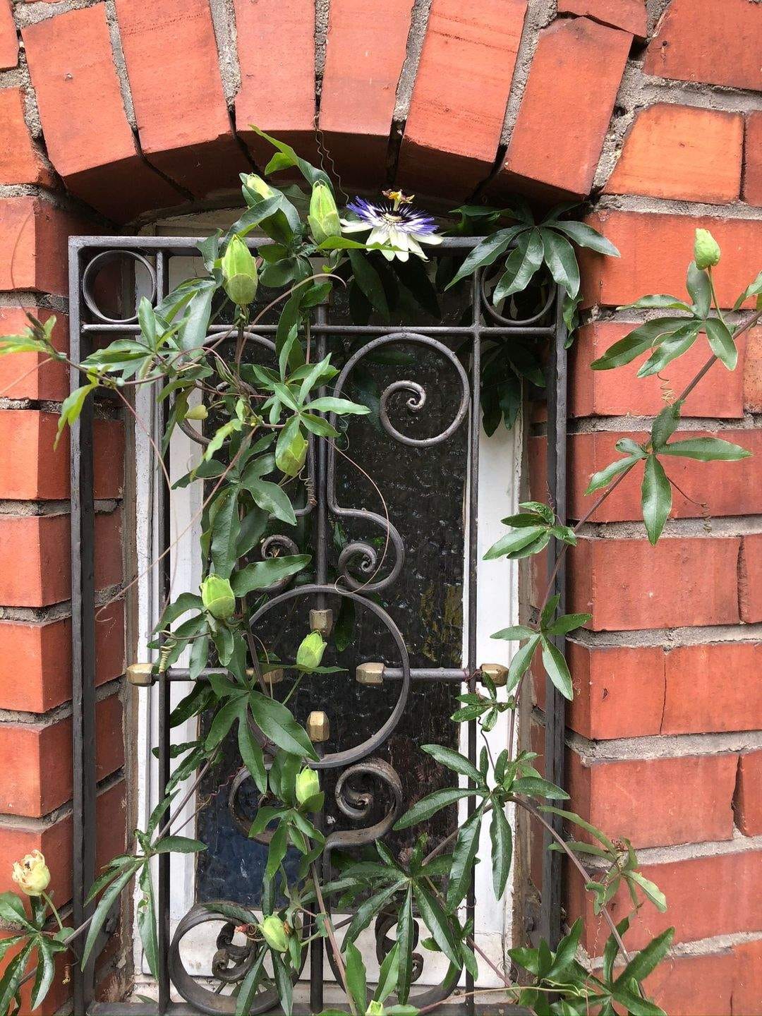 Immobilie in Sinzig - Historische Rarität: Stadtvilla mit 3 Wohnungen, 6 Stellplätzen und Garten - Bild 4