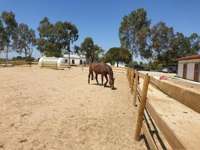 Immobilie in Engelschoff - Andalusien, Spain - Kleinod der Extraklasse, Leben mit Pferden wo andere Urlaub machen - Bild 2
