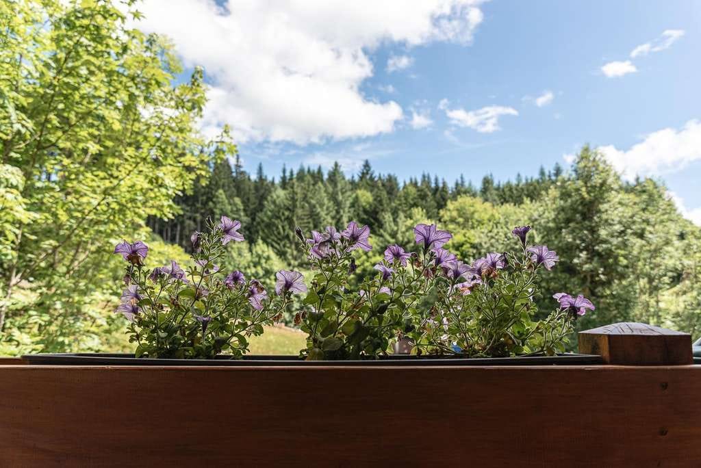 Immobilie in Breitnau - FREISTEHENDES HAUS IM SCHWARZWALD MITTEN IN DER NATUR - Mit Bach, Wiese & Wald + Gewerbepotential - Bild 3