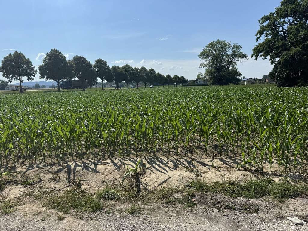 Immobilie in Kolbermoor - Teilsanierter Altbestand mit großem Grundstück - Bild 3