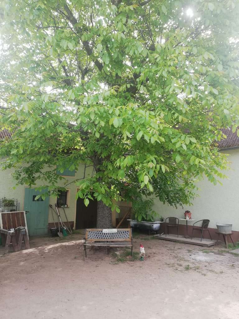 Immobilie in Uebigau-Wahrenbrück - Kleiner Bauernhof in Südbrandenburg - Bild 3