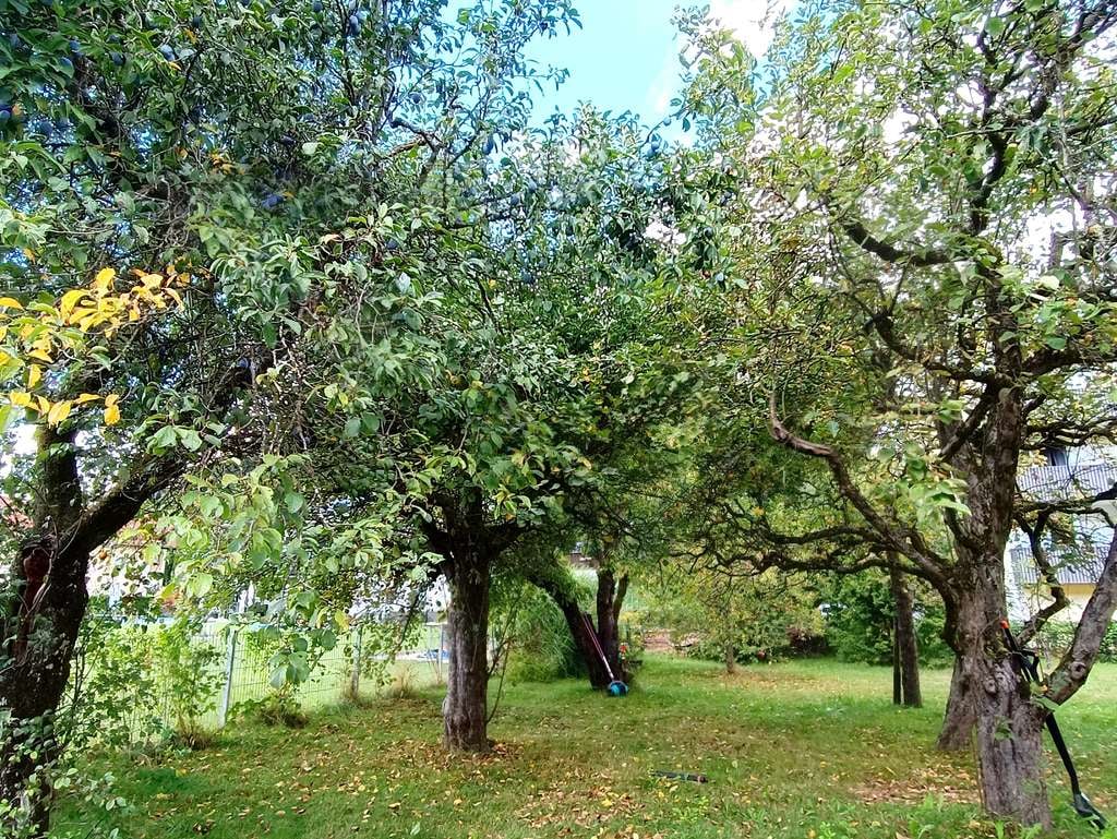 Immobilie in Obernzell - Gepflegtes Einfamilienhaus mit Einliegerwohnung und großzügigem Garten - Bild 1