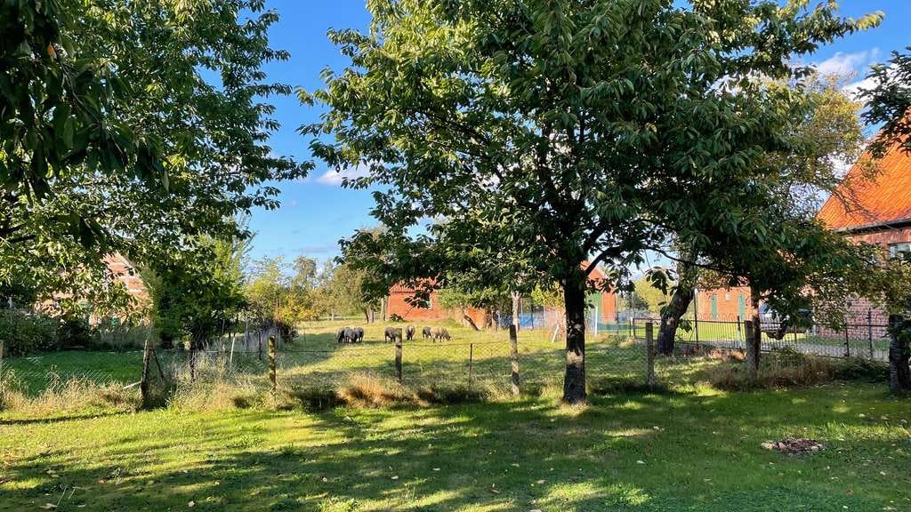 Immobilie in Amt Neuhaus - Elbtalaue: Gepflegter Resthof in direkter Deichlage mit Elbblick - Bild 2