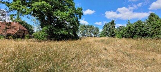 Immobilie in Lewitzrand - Raus aufs Land! 3.000 m² für Haus und Pferde + optional 4 ha Weideland - Bild 3