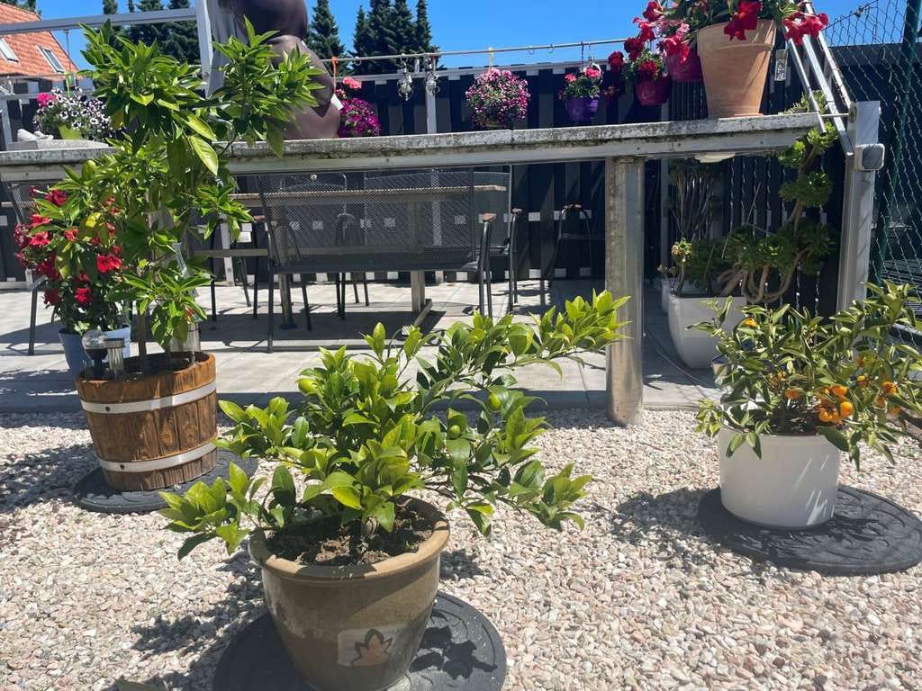 Immobilie in Bad Münder am Deister - Bad Münder, OT Hachmühlen, EFH mit großem Garten und Garagen - Bild 3
