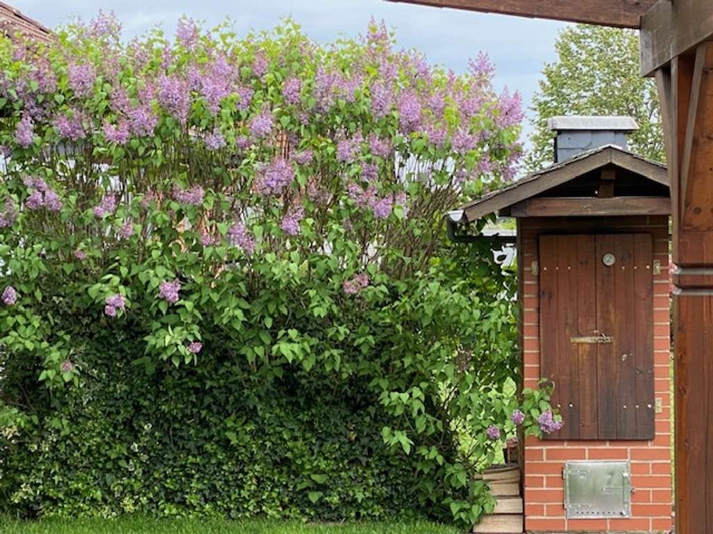 Immobilie in Rühen - Viel Platz für Ihre Pläne: Großzügiges Einfamilienhaus in Rühen - Bild 1