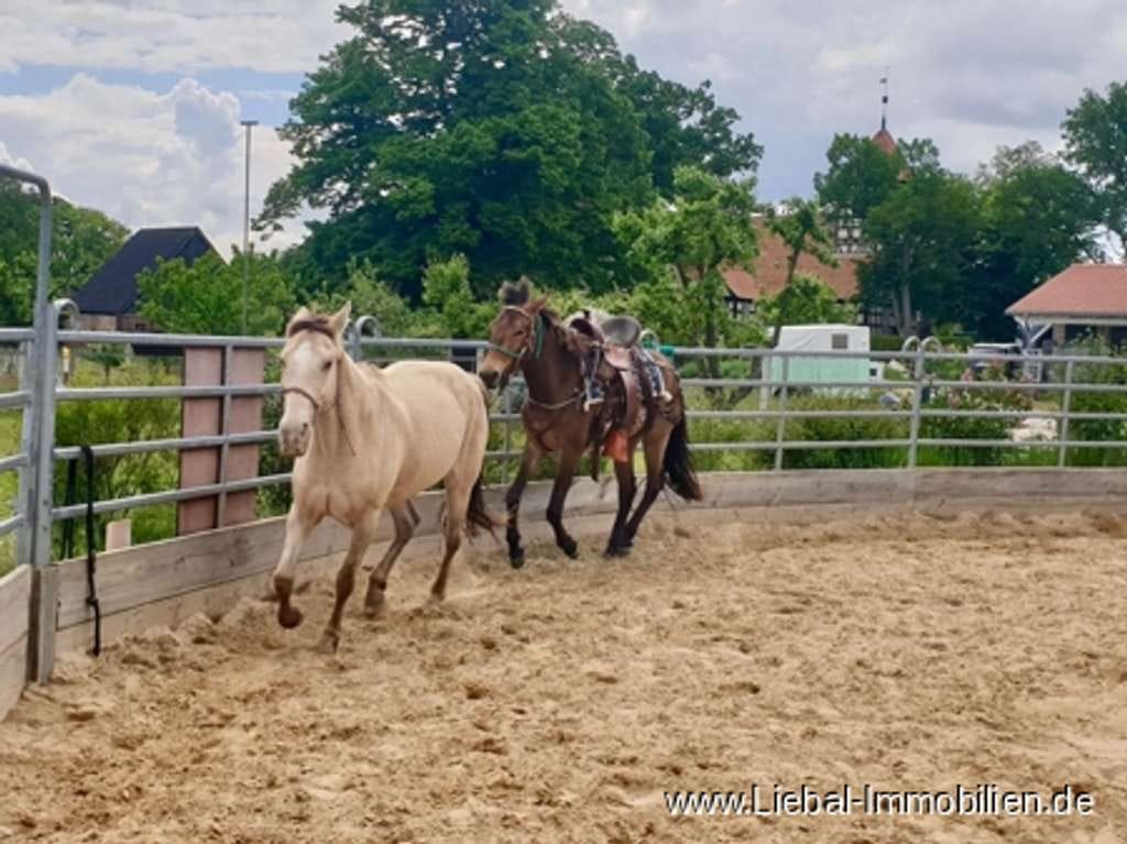 Immobilie in Luckow - Wasser, Wald und Pferde, Reiterhof beim Haff !!! - Bild 4
