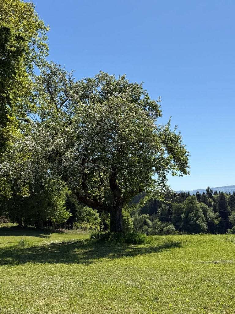 Immobilie in Neukirch - Erbauen Sie sich Ihren Bauernhof neu! Top Lage nahe Bodensee mit tollem Ausblick! - Bild 2