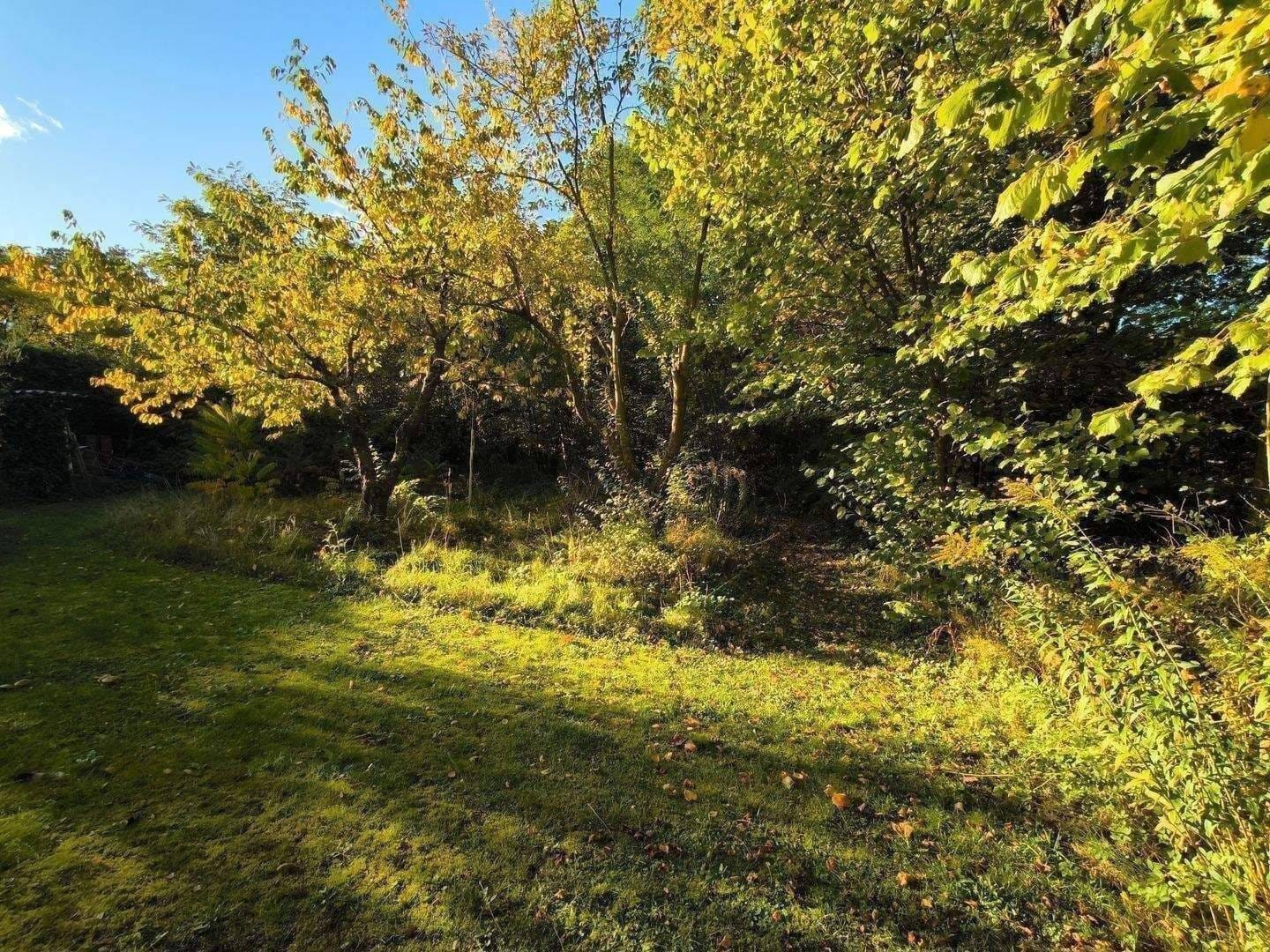 Immobilie in Melchow - 1.104 m² Grundstück mit Kleinhaus (36 m²) oder neu bebaubar -  in Melchow - Bild 4