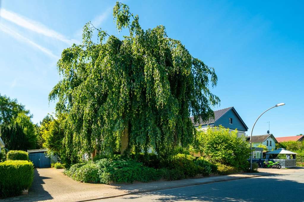 Immobilie in Kölln-Reisiek - Top-Lage nahe Hamburg, parkähnliches Grundstück, interessanter Preis: Einfamilienhaus mit Potenzial. - Bild 1