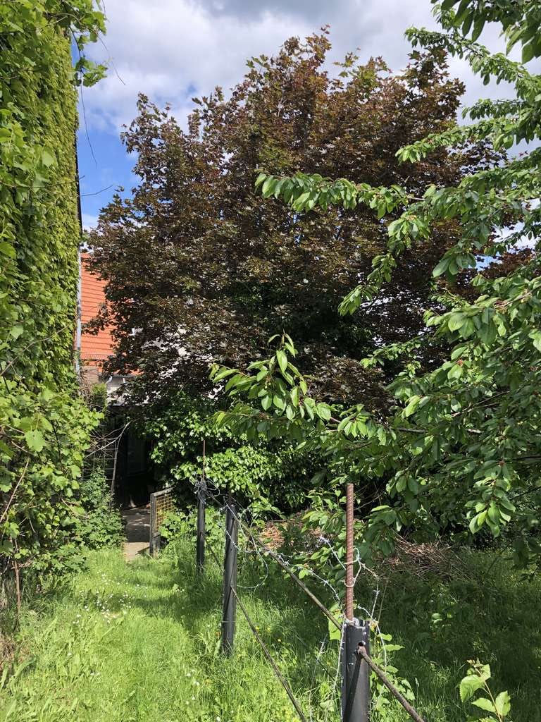 Immobilie in Beverungen - Bauernhaus mit großer Obstwiese in Haarbrück (Beverungen) in zentraler Dorflage - Bild 4
